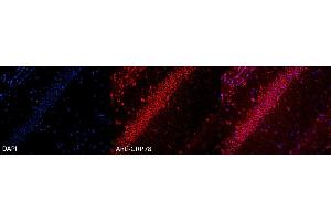 Immunocytochemistry/Immunofluorescence analysis using Rabbit Anti-GRP78 Polyclonal Antibody . (GRP78 anticorps  (FITC))