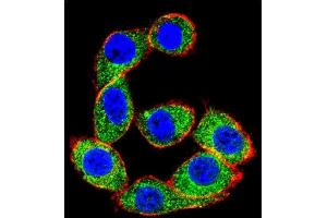 Confocal immunofluorescent analysis of HS Antibody (C-term) (ABIN1944844 and ABIN2839489) with Hela cell followed by Alexa Fluor 488-conjugated goat anti-rabbit lgG (green).