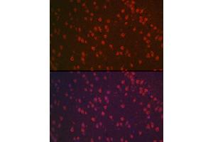 Immunofluorescence analysis of mouse brain using [KO Validated] NeuN Rabbit pAb (ABIN3021158, ABIN3021159, ABIN1513254, ABIN1514400 and ABIN6214040) at dilution of 1:100 (40x lens). (NeuN anticorps  (AA 1-220))