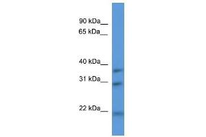 Western Blot showing Necap1 antibody used at a concentration of 1-2 ug/ml to detect its target protein. (NECAP1 anticorps  (N-Term))