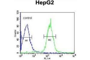 Flow cytometric analysis of HepG2 cells (right histogram) compared to a negative control cell (left histogram) using PLA2G6  Antibody , followed by FITC-conjugated goat-anti-rabbit secondary antibodies. (PLA2G6 anticorps  (Middle Region))