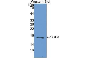 Western Blotting (WB) image for anti-Carbonic Anhydrase VB, Mitochondrial (CA5B) (AA 174-311) antibody (ABIN1175957)
