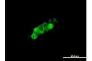 Immunofluorescence of purified MaxPab antibody to GPRC5C on 293 cell.
