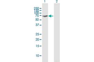Western Blot analysis of GBP1 expression in transfected 293T cell line by GBP1 MaxPab polyclonal antibody. (GBP1 anticorps  (AA 1-592))