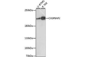 Western blot analysis of extracts of various cell lines, using C antibody (ABIN7266108) at 1:1000 dilution. (FLASH anticorps  (AA 1733-1982))
