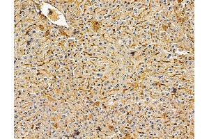 ABIN7096070 and ABIN7100132 at 1/100 staining mouse liver tissue by IHC-P. (FAM54A anticorps)