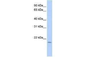 Western Blotting (WB) image for anti-Polymerase (DNA Directed), epsilon 3 (p17 Subunit) (POLE3) antibody (ABIN2460013)