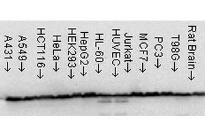 Western Blot analysis of Human Cell line lysates showing detection of Hsp60 protein using Mouse Anti-Hsp60 Monoclonal Antibody, Clone LK-1 . (HSPD1 anticorps  (Atto 594))