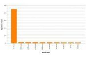 Histone H3K4me1 antibody (rAb) specificity tested by peptide array analysis.