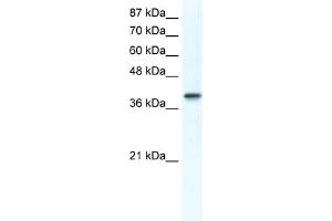 WB Suggested Anti-TCFAP4 Antibody Titration:  1. (TFAP4 anticorps  (Middle Region))