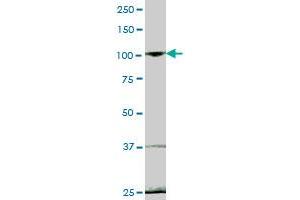 EVI5L MaxPab polyclonal antibody. (EVI5L anticorps  (AA 1-794))