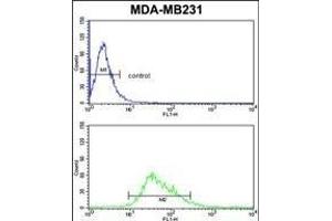 CYP21A2 Antibody (Center) (ABIN652409 and ABIN2842001) flow cytometric analysis of MDA-M cells (bottom histogram) compared to a negative control cell (top histogram).