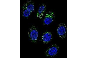 Confocal immunofluorescent analysis of CMGA Antibody (C-term)(Cat#AP50981PU-N) with A549 cell followed by Alexa Fluor 488-conjugated goat anti-rabbit lgG (green).