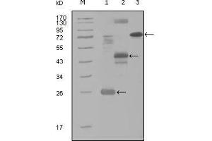Western blot analysis using MAP4K4 mouse mAb against truncated Trx-MAP4K4 recombinant protein (1), MBP-MAP4K4 (aa300-400) recombinant protein (2) and MAP4K4(aa194-436)-hIgGFc transfected CH0-K1 cell lysate(3).