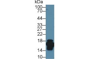 Western Blot; Sample: Mouse Small intestine lysate; Primary Ab: 1µg/ml Rabbit Anti-Mouse FABP2 Antibody Second Ab: 0.