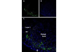 Expression of Connexin-36 in rat spinal cord - Immunohistochemical staining of Connexin-36 in rat spinal cord frozen sections using Anti-Connexin-36-ATTO Fluor-488 Antibody (ABIN7043206).
