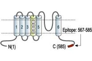 Representative domain view of the target of ABIN7581903.