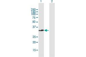 Western Blot analysis of FAM64A expression in transfected 293T cell line by FAM64A MaxPab polyclonal antibody. (Rcs1/Fam64a anticorps  (AA 1-248))