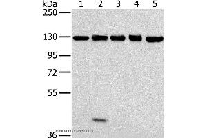 Western blot analysis of NIH/3T3, 231, hela, K562 and 293T cell, using MATR3 Polyclonal Antibody at dilution of 1:400