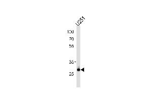 Western blot analysis in U251 cell line lysates (35ug/lane). (CNOT8 anticorps  (C-Term))