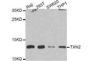 Western blot analysis of extracts of various cell lines, using TXN2 antibody. (TXN2 anticorps  (AA 1-166))