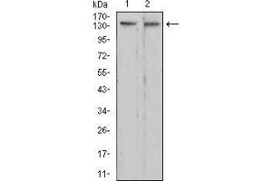 Western blot analysis using RAD50 mouse mAb against C6 (1) and HepG2 (2) cell lysate.