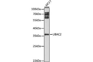 Western blot analysis of extracts of MCF7 cells, using UB antibody (ABIN7271120) at 1:1000 dilution. (UBAC2 anticorps  (AA 220-310))