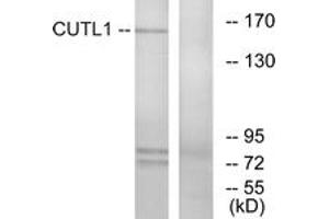 Western blot analysis of extracts from K562 cells, using CUTL1 Antibody. (CUX1 anticorps  (AA 10-59))