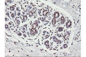 Image no. 8 for anti-Transducin-Like Enhancer of Split 1 (E(sp1) Homolog, Drosophila) (TLE1) (AA 180-460) antibody (ABIN1491050)