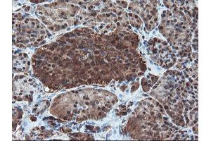 Image no. 3 for anti-Proteasome Subunit alpha 6 (PSMA6) antibody (ABIN1500465)