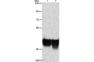 Western blot analysis of Hela and 293T cell, using AUP1 Polyclonal Antibody at dilution of 1:500 (Ancient Ubiquitous Protein 1 anticorps)