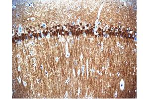 Immunohistochemical staining of pyrimidal cells in the rat hippocampus, formalin-fixed paraffin-embedded tissue section with no pre-treatment (20X magnification). (CAN anticorps  (AA 247-449))