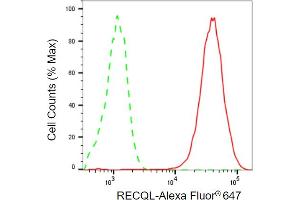 anti-RecQ Protein-Like (DNA Helicase Q1-Like) (RECQL) antibody