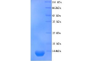SDS-PAGE (SDS) image for Small Ubiquitin Related Modifier Protein 1 (SUMO1) (AA 2-98) protein (His tag) (ABIN5714318)