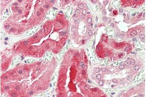 ABIN185692 (5µg/ml) staining of paraffin embedded Human Kidney.