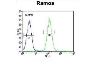 MG Antibody (C-term) (ABIN655333 and ABIN2844900) flow cytometric analysis of Ramos cells (right histogram) compared to a negative control cell (left histogram). (PRR22 anticorps  (C-Term))