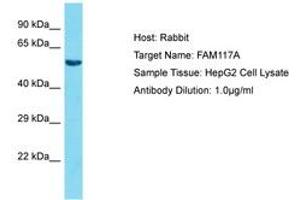 Image no. 1 for anti-Family with Sequence Similarity 117, Member A (FAM117A) (AA 327-376) antibody (ABIN6750562) (FAM117A anticorps  (AA 327-376))