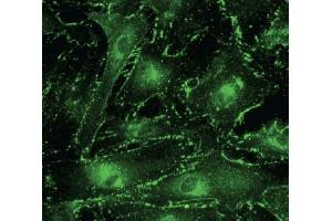 Immunofluorescence (IF) image for anti-Gap Junction Protein, alpha 1, 43kDa (GJA1) (C-Term) antibody (ABIN1440034)