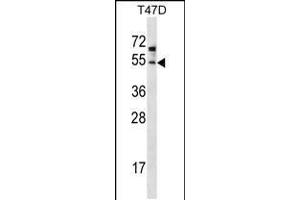 Western blot analysis in T47D cell line lysates (35ug/lane). (ZDHHC6 anticorps  (C-Term))