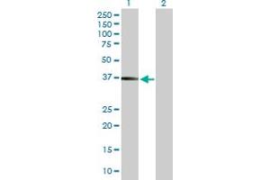 Western Blot analysis of FCGR2B expression in transfected 293T cell line by FCGR2B MaxPab polyclonal antibody.