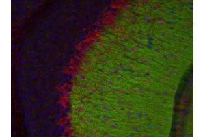 Indirect immunostaining of a PFA fixed mouse cerebellum section with anti-synaptotagmin 12 (dilution 1 : 200; green) and mouse anti-parvalbumin (ABIN1742401, dilution 1 : 200; red). (SYT12 anticorps  (AA 47-150))