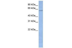 CYP2C19 antibody used at 1 ug/ml to detect target protein. (CYP2C19 anticorps  (Middle Region))