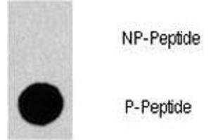 Dot blot analysis of phospho-Gab1 antibody. (GAB1 anticorps  (pTyr659))
