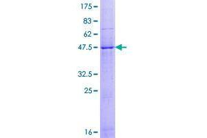 Image no. 1 for CKLF-Like MARVEL Transmembrane Domain Containing 4 (CMTM4) (AA 1-234) protein (GST tag) (ABIN1349791)
