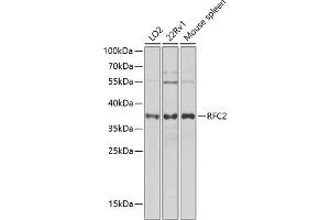 Western blot analysis of extracts of various cell lines, using RFC2 antibody (ABIN6132593, ABIN6146879, ABIN6146880 and ABIN6222577) at 1:1000 dilution.