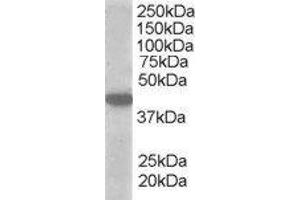 ABIN2559946 (1µg/ml) staining of A549 lysate (35µg protein in RIPA buffer).