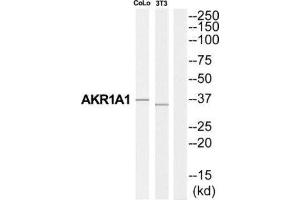 Western Blotting (WB) image for anti-Aldo-Keto Reductase Family 1, Member A1 (Aldehyde Reductase) (AKR1A1) (C-Term) antibody (ABIN1850711) (AKR1A1 anticorps  (C-Term))