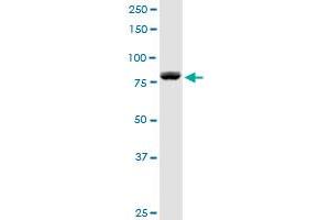 DGKA MaxPab rabbit polyclonal antibody. (DGKA anticorps  (AA 1-735))