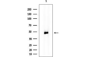 anti-F-Box Protein 4 (FBXO4) antibody