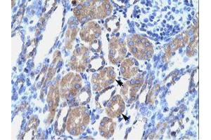 Image no. 1 for anti-POU Class 3 Homeobox 1 (POU3F1) (N-Term) antibody (ABIN202549)